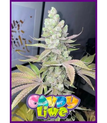 Candy Lime