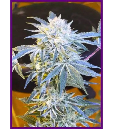 Candy n' Cream