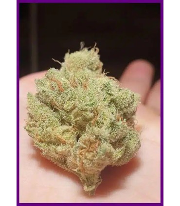 Frozen Cherry