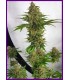 Miss Orange Nectar