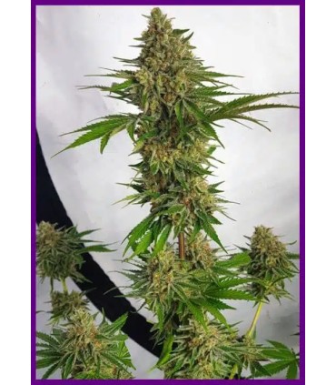 Miss Orange Nectar
