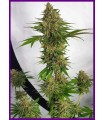 Miss Orange Nectar