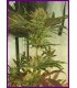 Sugar Tree (Locomotion x Orange Nectar)