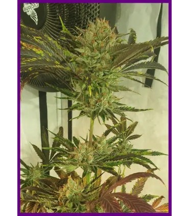 Sugar Tree (Locomotion x Orange Nectar)