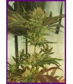 Sugar Tree (Locomotion x Orange Nectar)