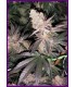 Tutti Candy