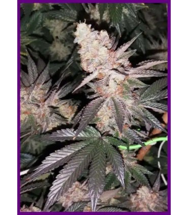Tutti Candy