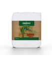 Iguana Juice Bloom