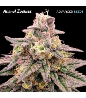 ANIMAL ZOOKIES (Animal Cookies x Gorilla Glue 4)