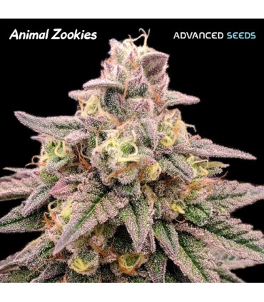 ANIMAL ZOOKIES (Animal Cookies x Gorilla Glue 4)