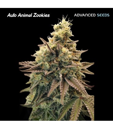 Auto Animal Zookies (Acai Mintz Automatik)