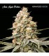 Auto Apple Fritter (Sour Apple x Animal Cookies)