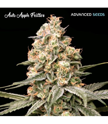 Auto Apple Fritter (Sour Apple x Animal Cookies)