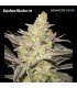 Rainbow Sherbet 11 (Pink Guava x OZK)