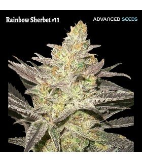 Rainbow Sherbet 11 (Pink Guava x OZK)
