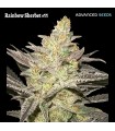 Rainbow Sherbet 11 (Pink Guava x OZK)