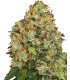 Auto Sweet Tangerine Tango