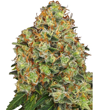 Auto Sweet Tangerine Tango