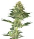 Banana Kush