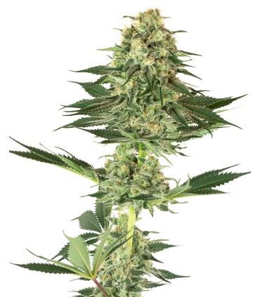 Banana Kush