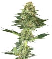 Banana Kush