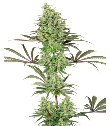 Double Banana Kush