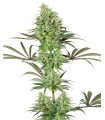 Double Banana Kush