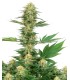 Gelato 420