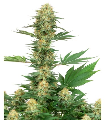 Gelato 420