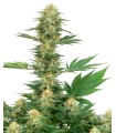 Gelato 420