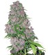 Purple Bud