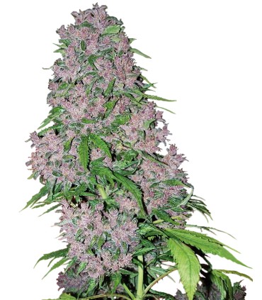 Purple Bud