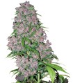 Purple Bud