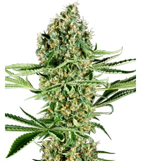 Critical Runtz