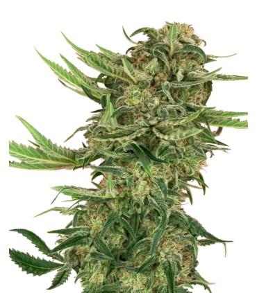 N13 Kush