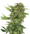 N13 Kush