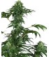 420 Punch (Do-Si-Dos x Purple Punch)