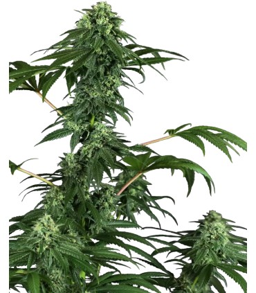 420 Punch (Do-Si-Dos x Purple Punch)