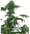 420 Punch (Do-Si-Dos x Purple Punch)