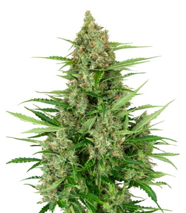 Auto Double Kush Cake