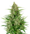 Auto Double Kush Cake