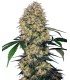 Auto Sensi Amnesia XXL