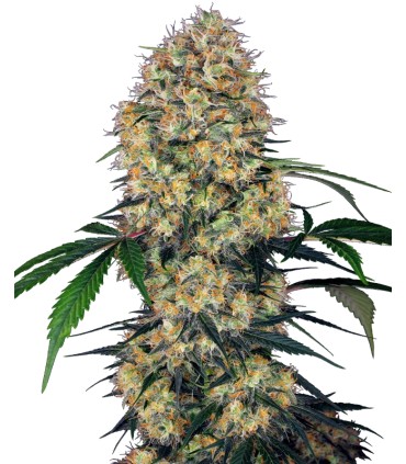 Auto Sensi Amnesia XXL