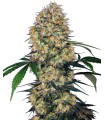 Auto Sensi Amnesia XXL