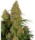 Auto Sticky Orange XXL