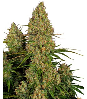 Auto Sticky Orange XXL