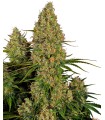 Auto Sticky Orange XXL