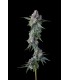 Trillianz  (Triangle Kush S1 x Jokerz 31)