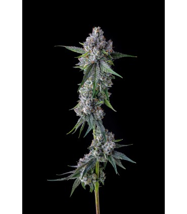 Trillianz  (Triangle Kush S1 x Jokerz 31)