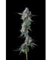 Trillianz  (Triangle Kush S1 x Jokerz 31)